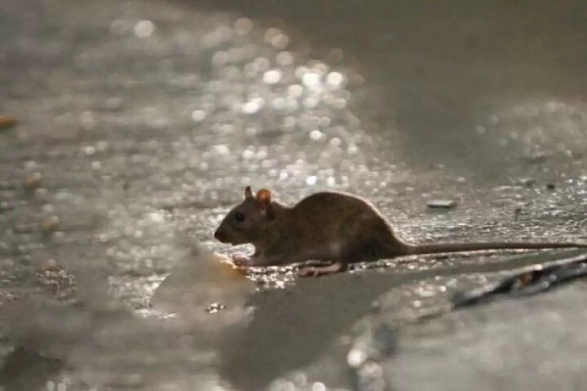 ببینید | صحنه عجیب حمام کردن یک موش زیر بارش باران