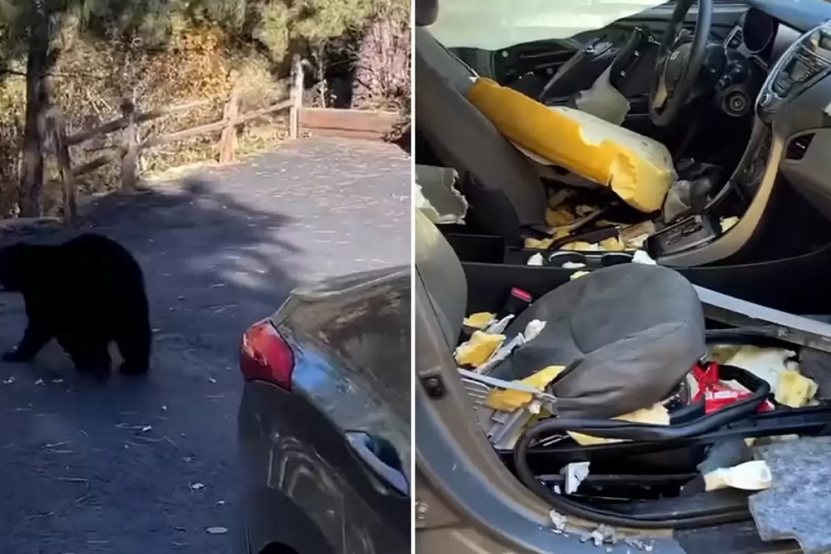 (ویدئو) بسته بادام زمینی، انگیزه خرس سیاه برای ورود ویرانگر به یک خودرو