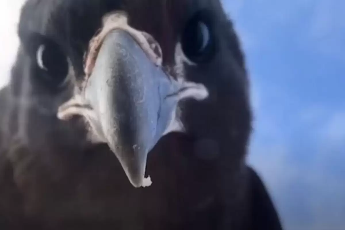 (ویدیو) تصاویری که نشان می دهد شاهین ها پرندگان بسیار باهوشی هستند