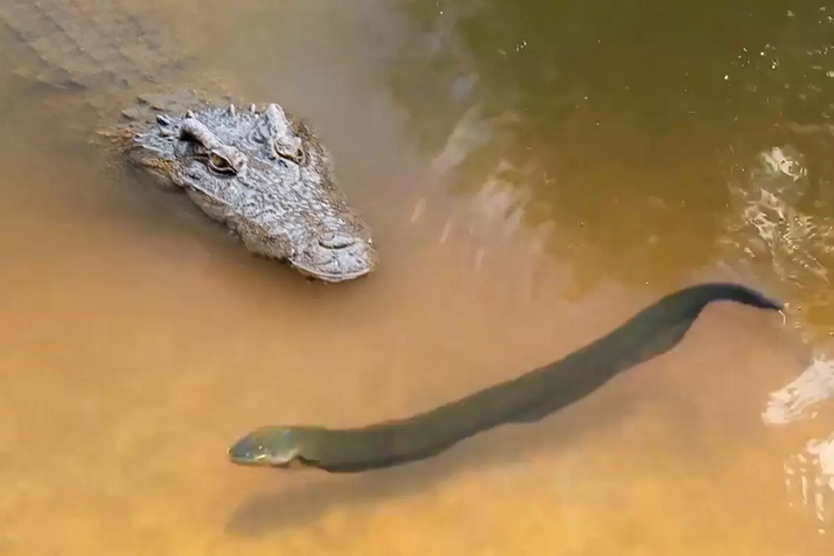 (ویدئو) لحظه برق گرفتگی شدید تمساح غول‌پیکر حین شکار کردن مارماهی!