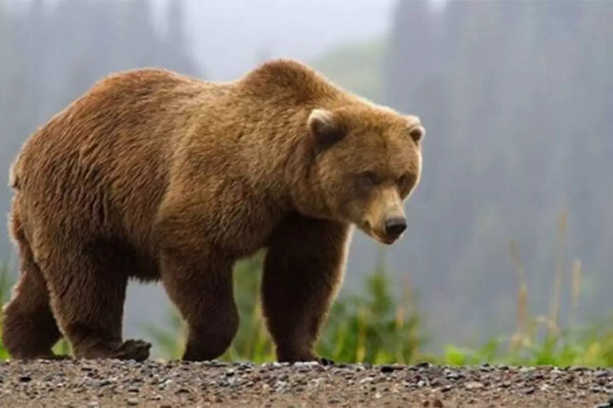 ببینید | تصاویر تلخ از پرت شدن خرس قهوه‌ای به حاشیه جاده پس از تصادف در شاهرود