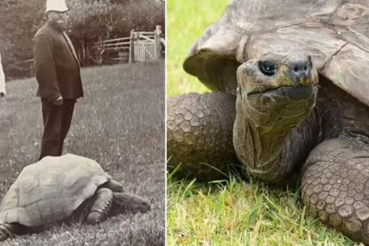 (ویدیو) تولد ۱۹۱ سالگی پیرترین حیوان زنده دنیا در خشکی