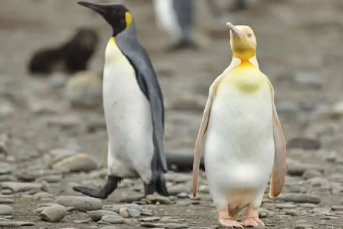(عکس) عجیب اما واقعی؛ این پنگوئن زرد است!