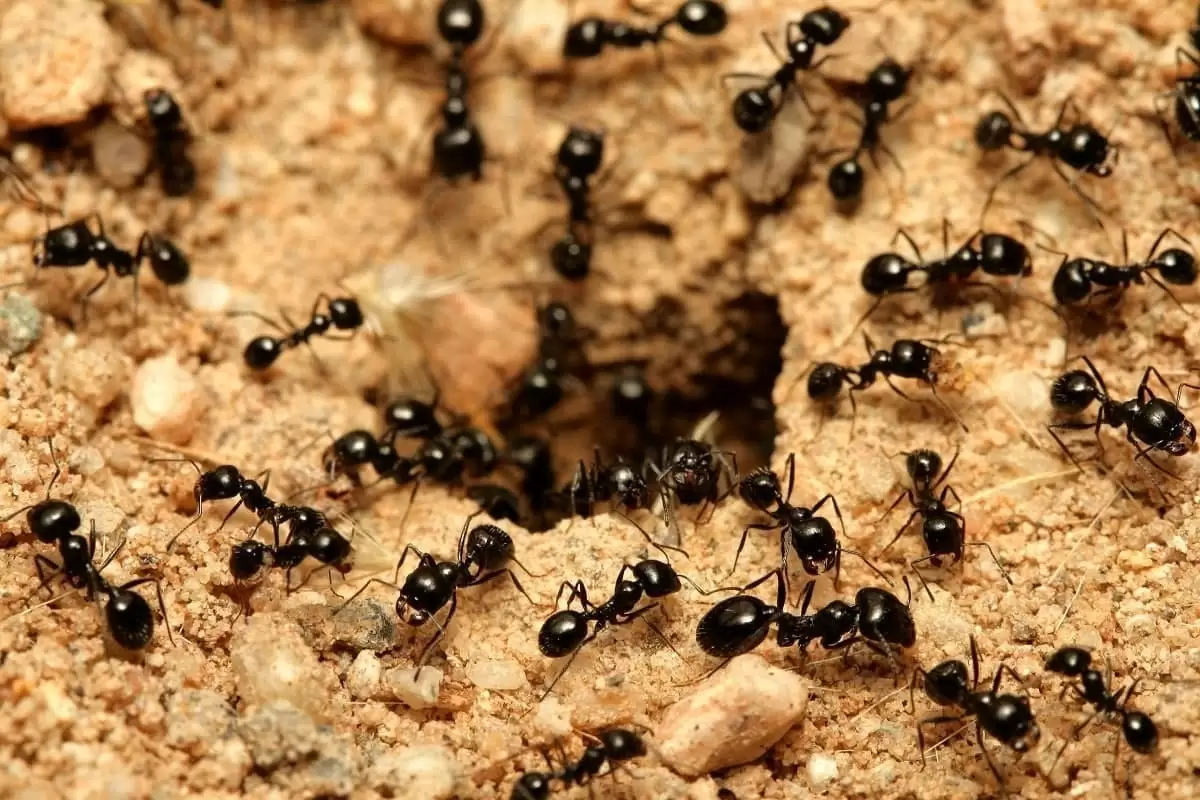 (ویدئو) نتیجه شگفت‌انگیز ریختن سرب مذاب در لانه مورچه