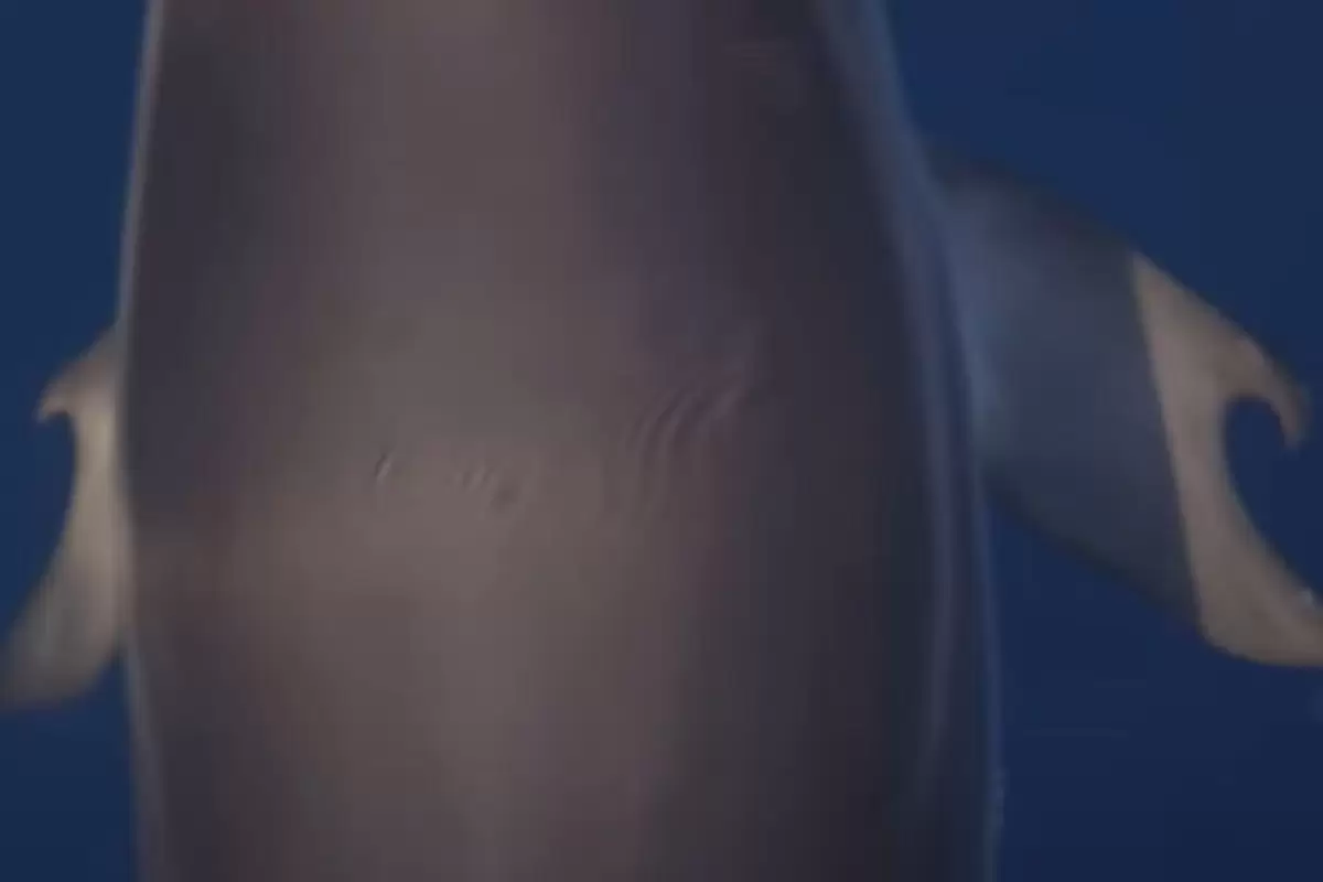 (عکس) کشف دلفین بسیار کمیاب مثل انسان انگشت دارد