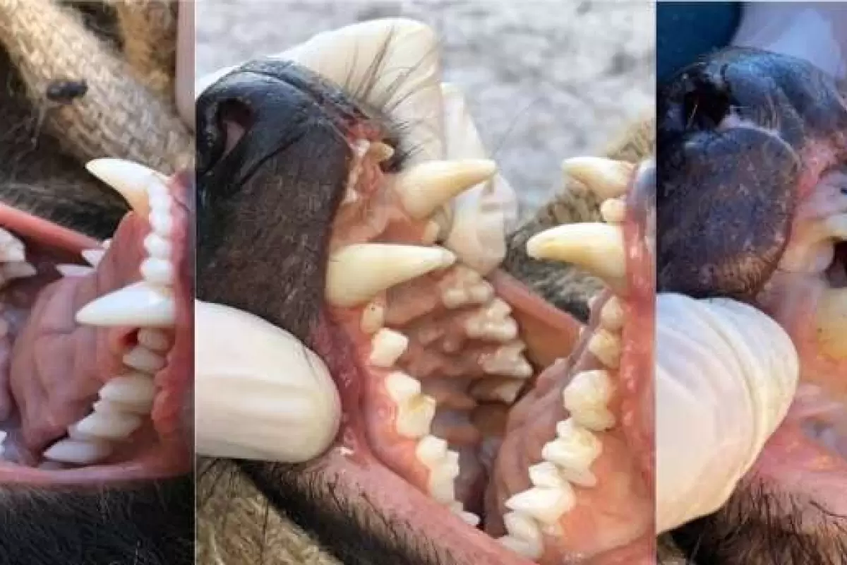 (عکس) شیطان تاسمانی؛جانوری که در تمام طول عمر خود فقط یک دوره دندان در می‌آورد