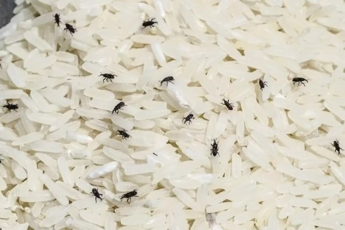 (ویدئو) روش نگهداری برنج در برابر حشرات