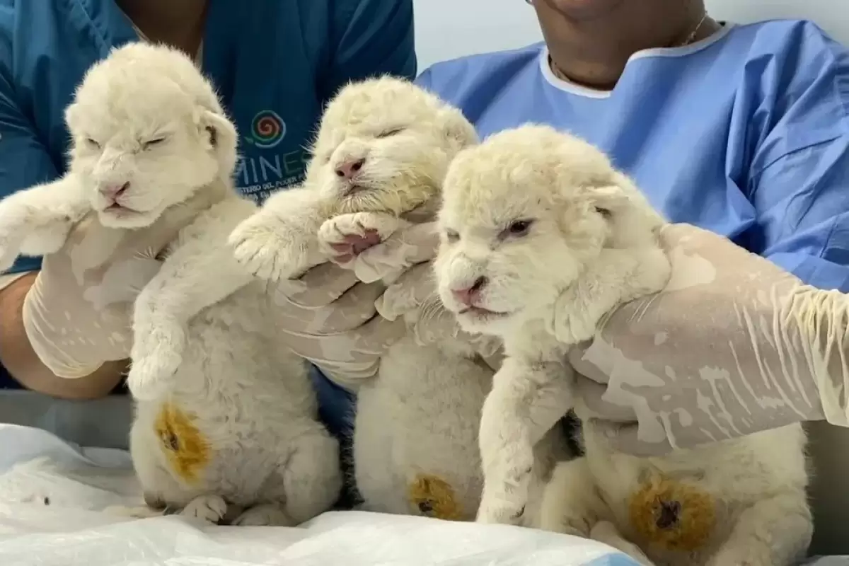 (ویدئو) تولد سه تولد شیر سفید نادر در ونزوئلا