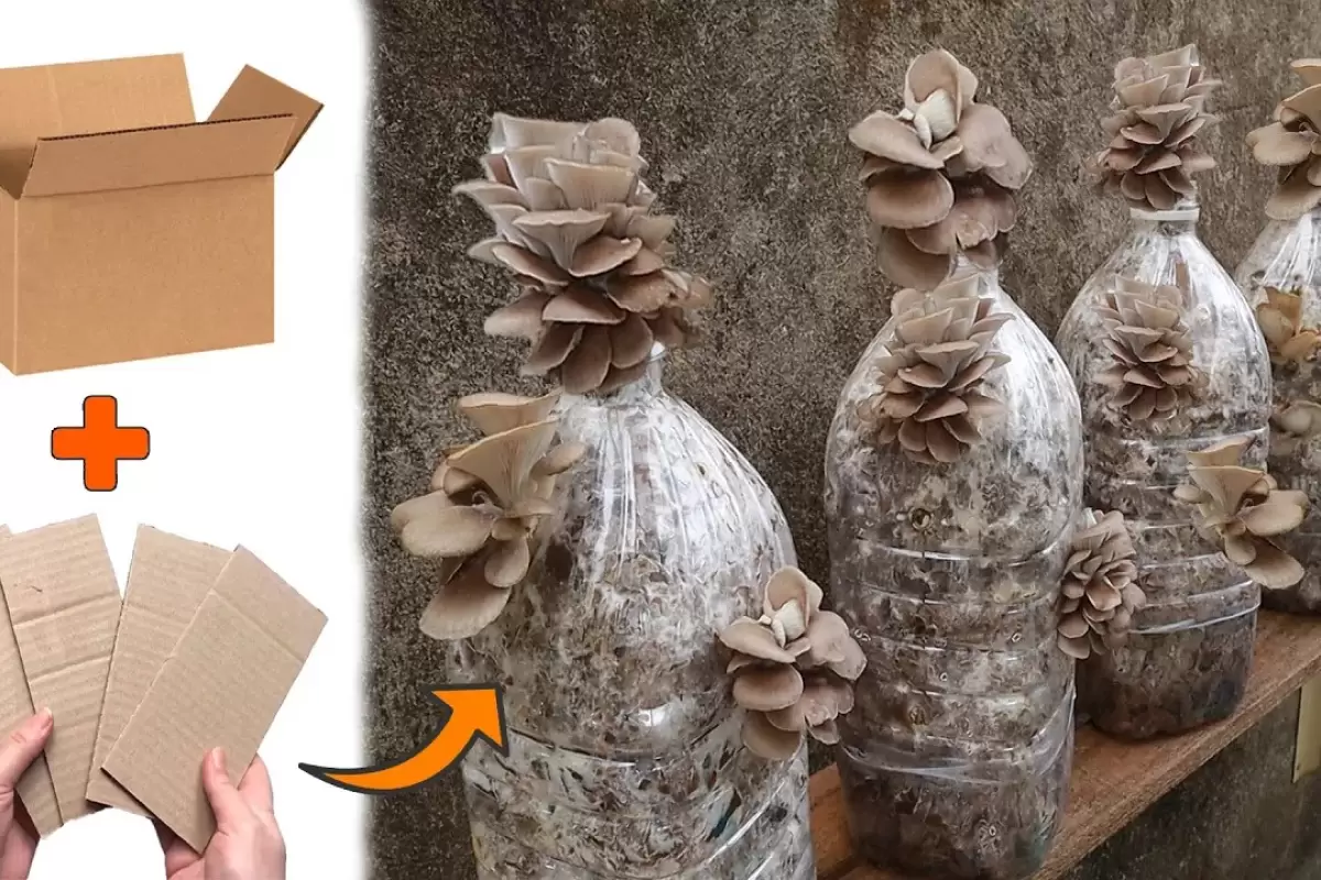 (ویدئو) با این روش ساده در خانه با مقوا و بطری، قارچ خوراکی پرورش دهید