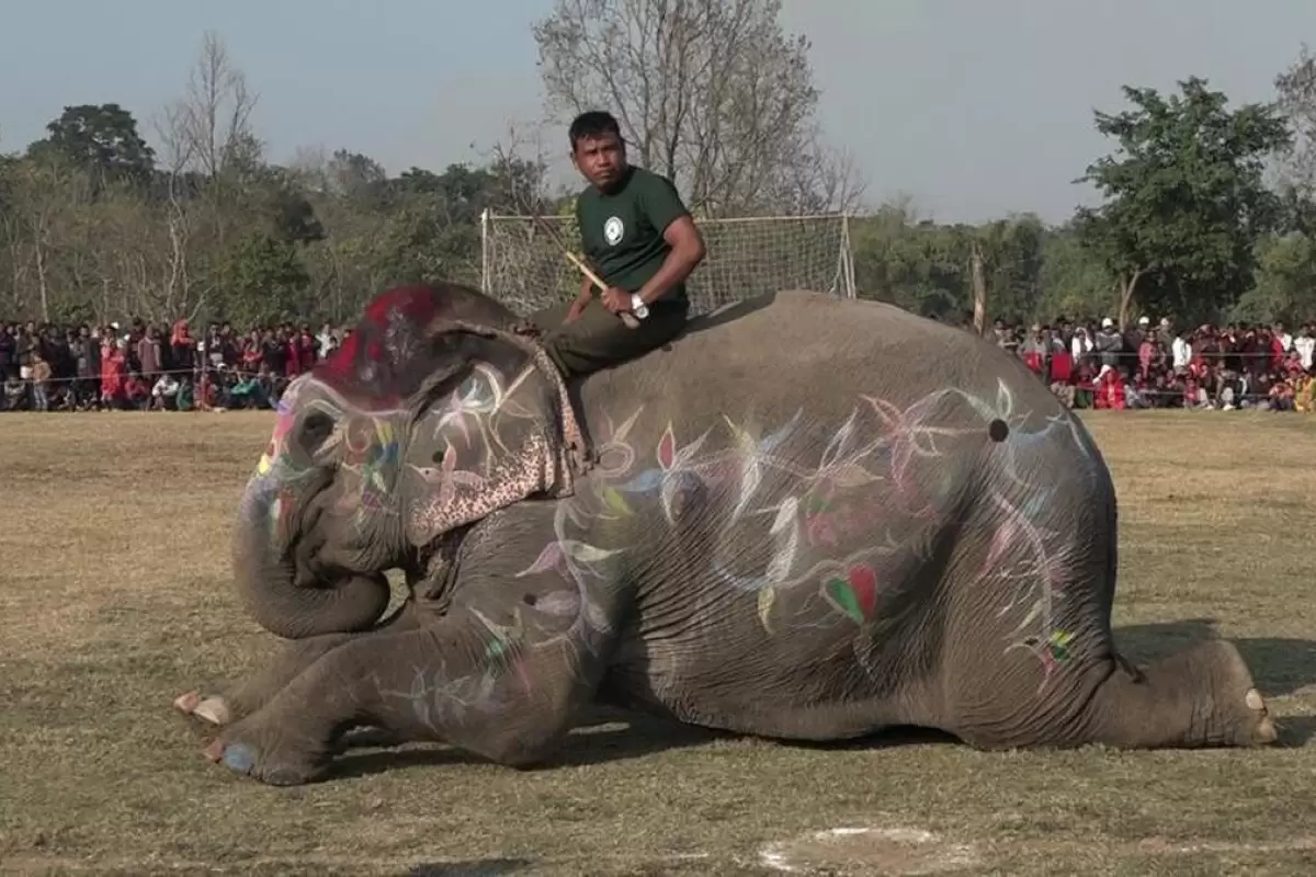 (ویدئو) آرایش فیل‌های شرکت کننده در مسابقه زیبایی