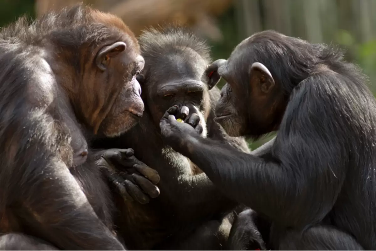 شامپانزه‌ها رکورد حافظه حیوانات را شکستند