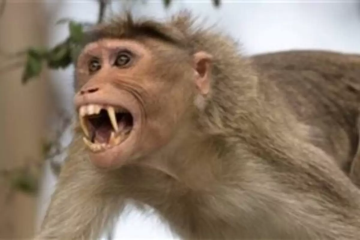 ببینید | حمله میمون عصبانی با ساطور به گرداننده سیرک خیابانی