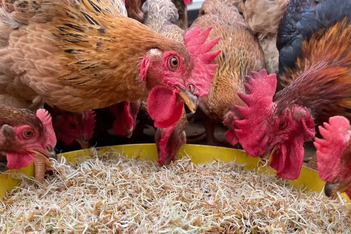 (ویدئو) روش خلاقانه کشاورز ویتنامی برای پروار کردن 2500 مرغ و خروس محلی اش