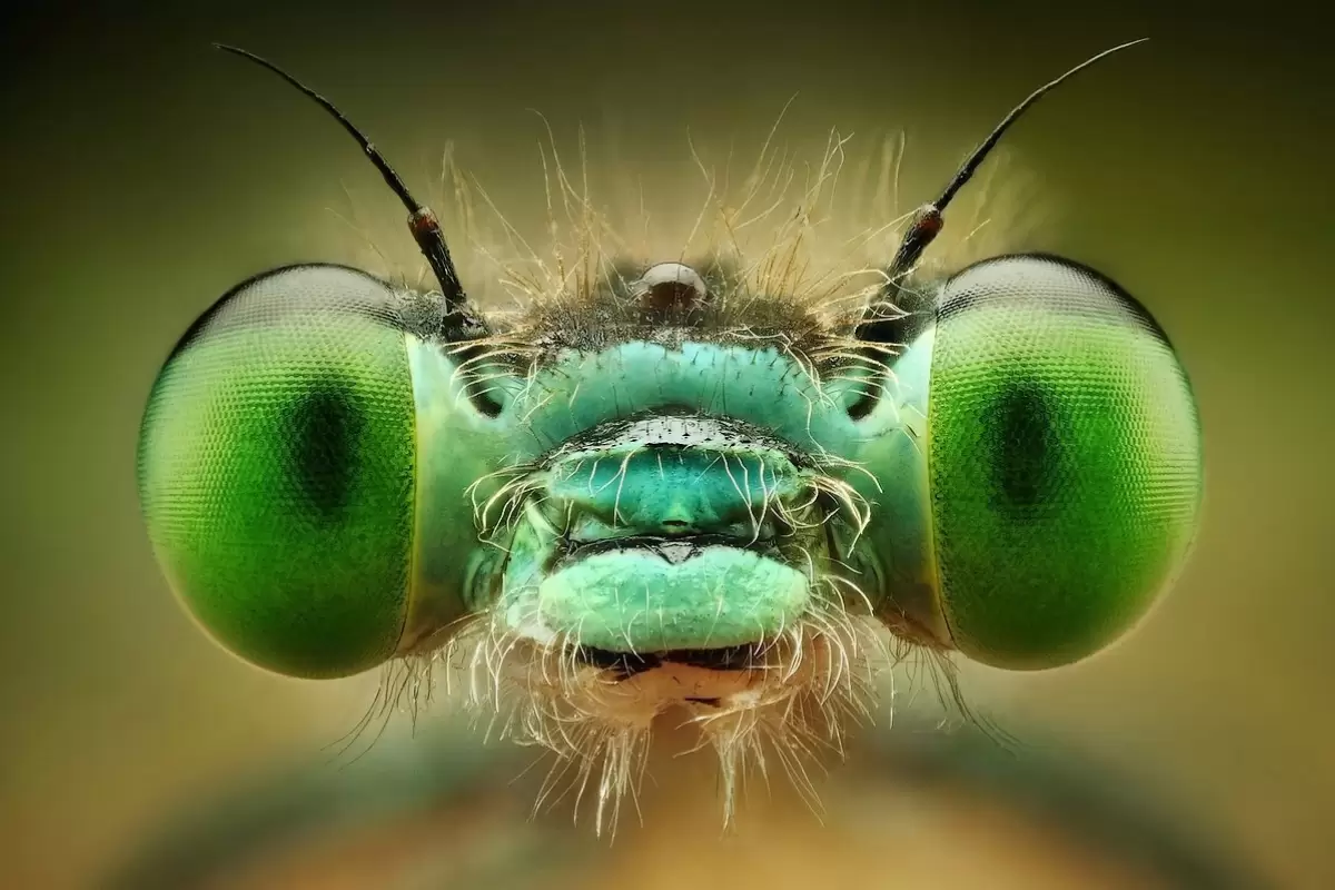 (ویدئو) ثبت تصاویری شگفت‌انگیز از حشرات به کمک لنز ماکرو