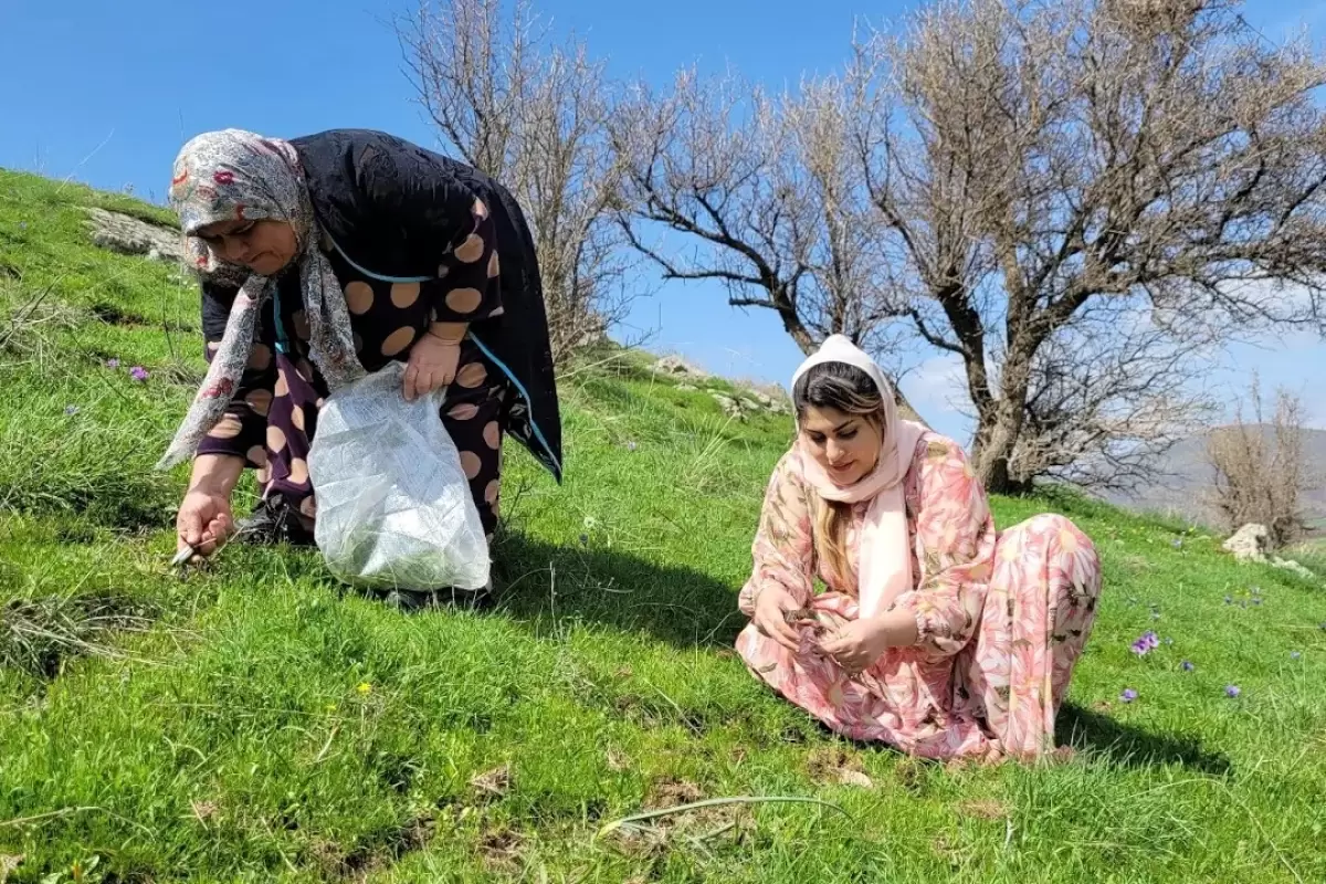 (ویدئو) برداشت گیاهان وحشی و پخت غذا با آن ها توسط بانوی روستایی کردستانی