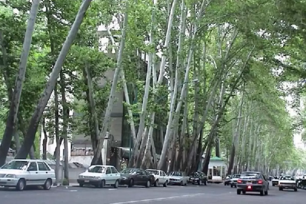 شهرداری تهران: فردی که ۱۳ چنار خیابان ولیعصر را خشکاند، ۱۱۷ میلیارد جریمه کردیم