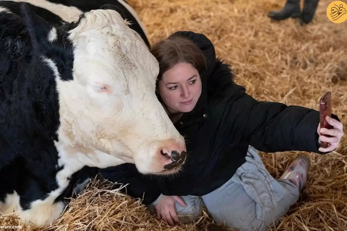 (ویدئو) غلبه بر استرس با در آغوش گرفتن گاوها!