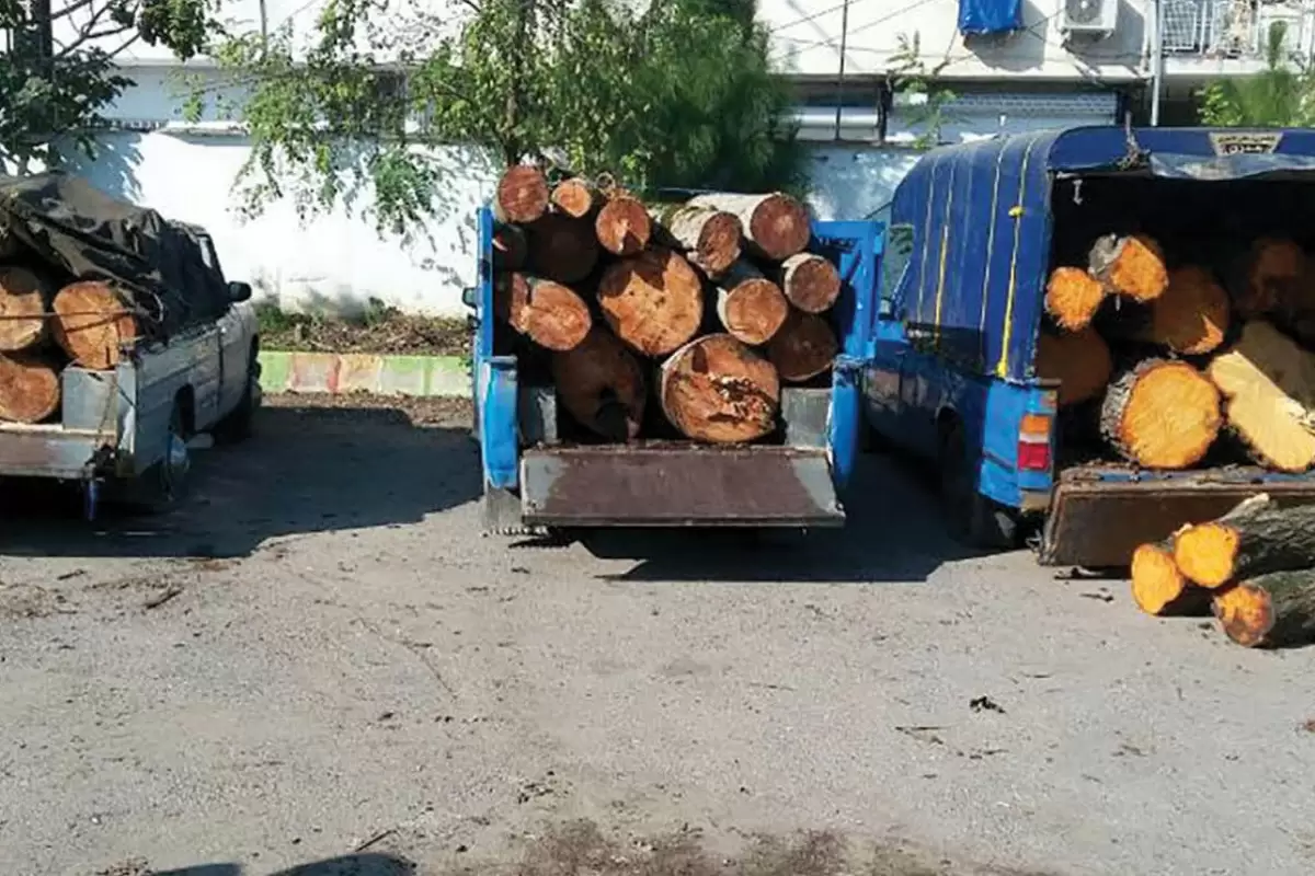 کشف قاچاق چوب در ساری؛ 4 تن چوب جنگلی توقیف شد