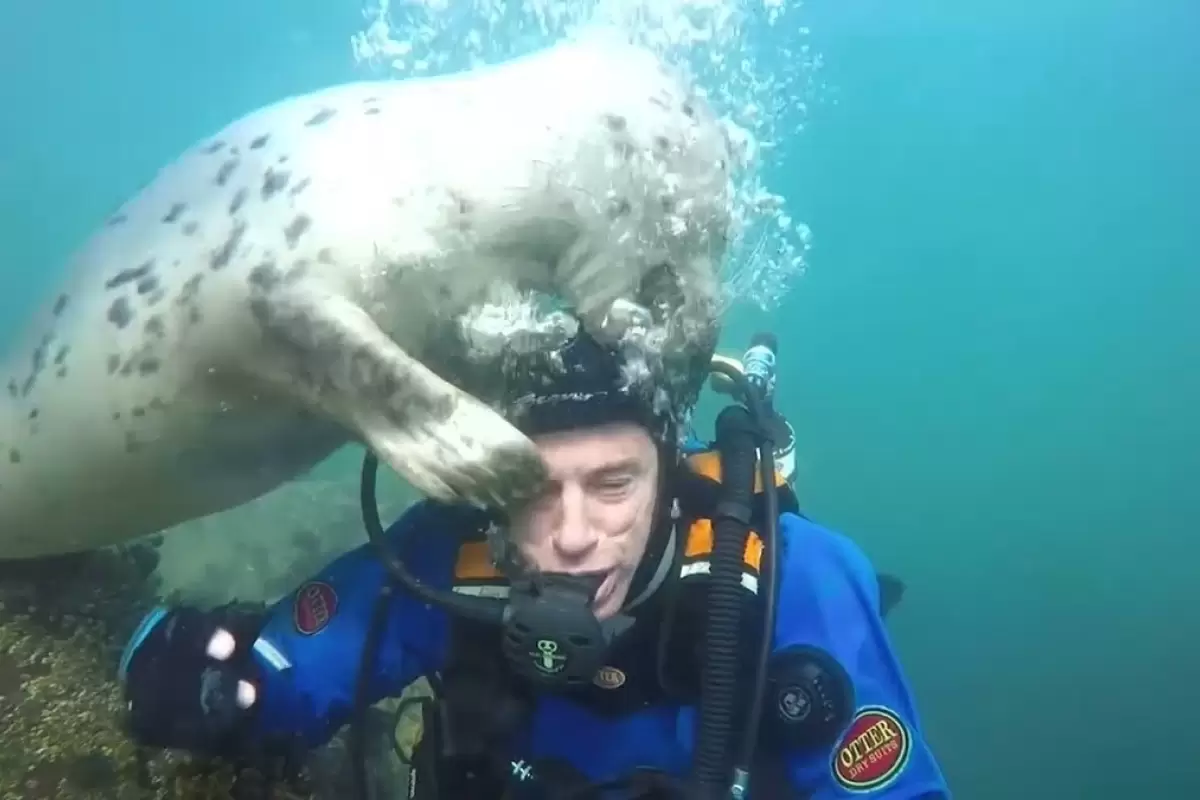 (ویدئو) تلاش یک فُک دریایی برای برداشتن کلاه غواص