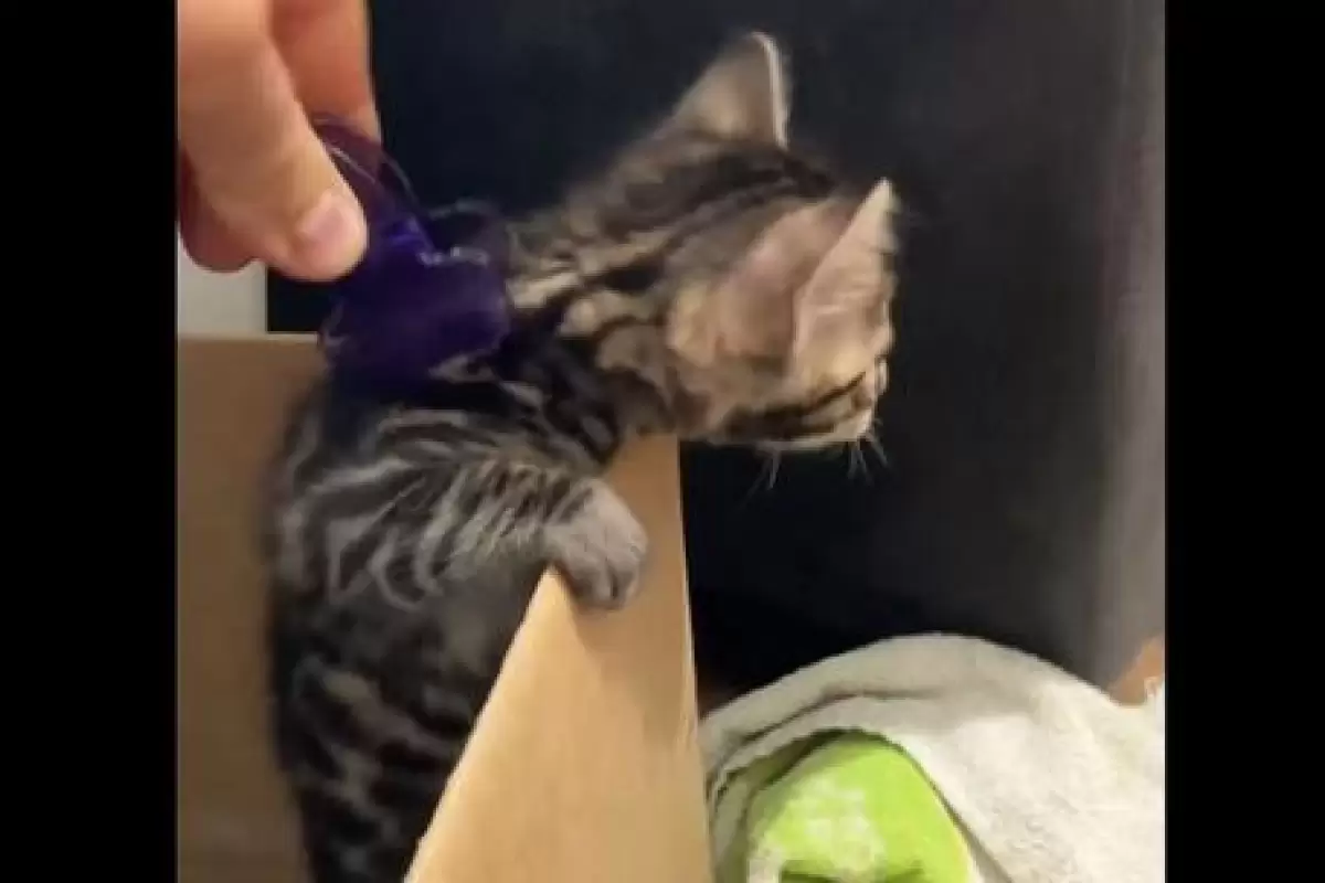 (ویدیو) بی حس شدن کامل گربه با لمس گردنش