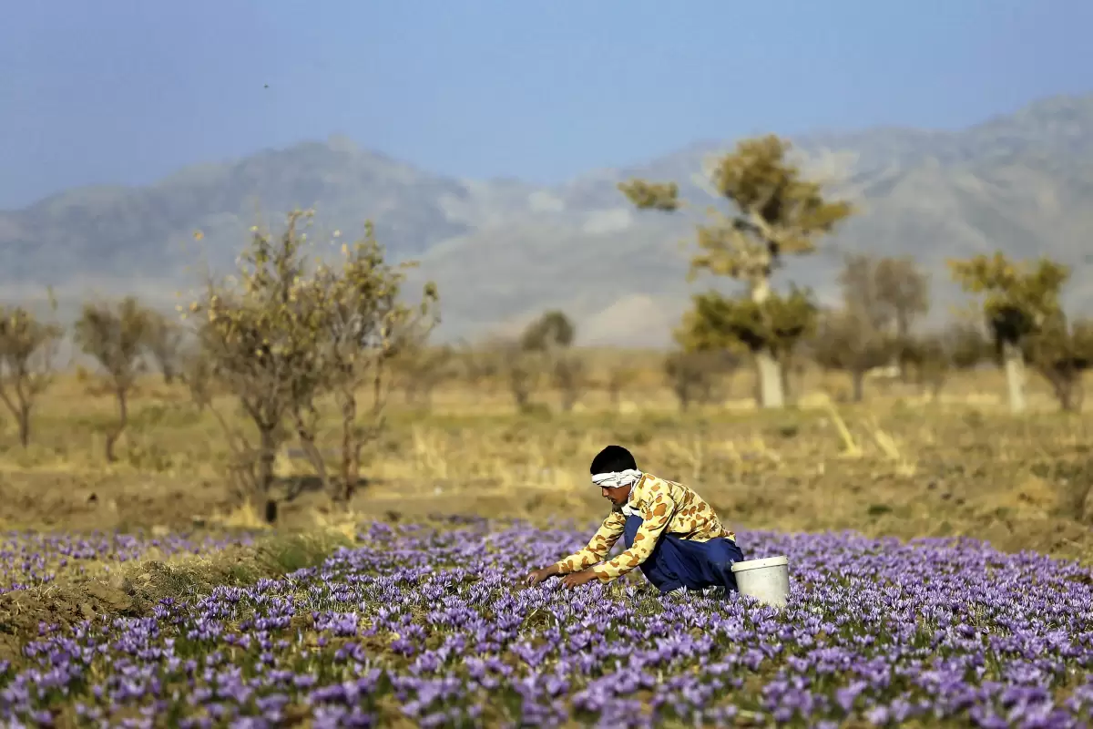 زعفران ایران کیلویی 47 تا 65 میلیون تومان