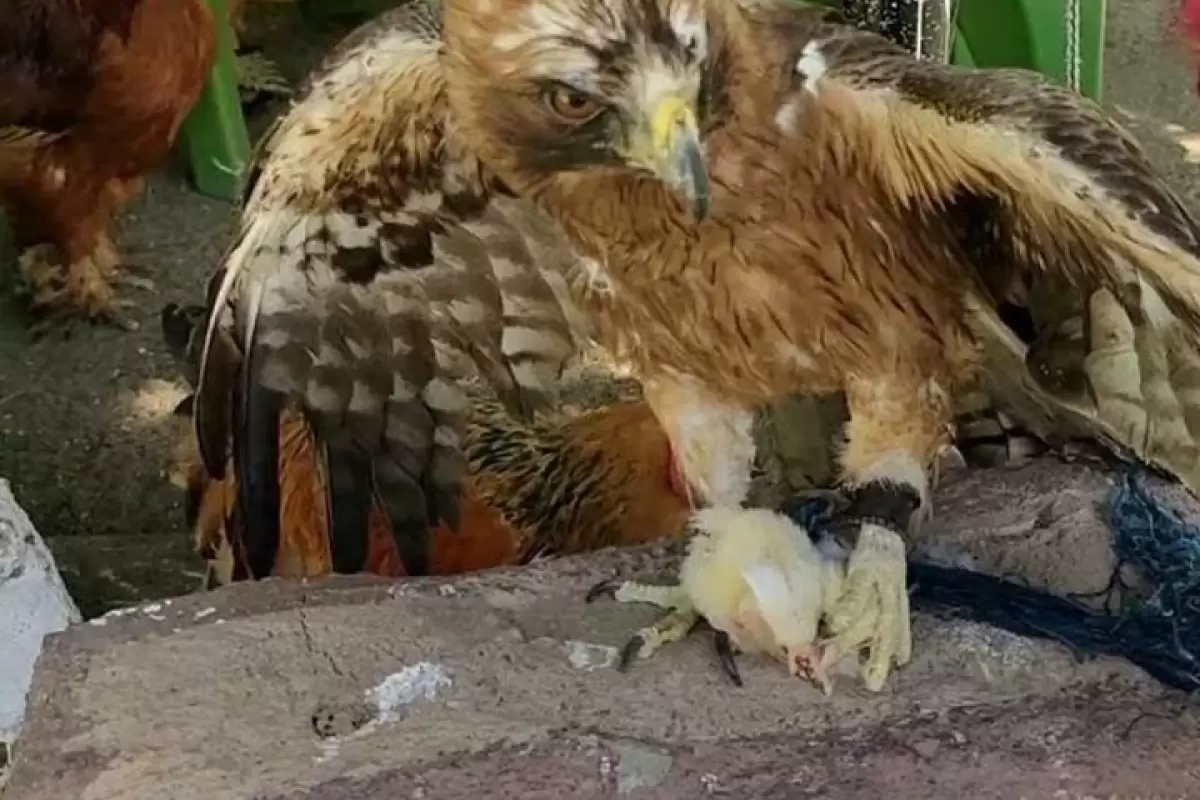 ببینید | دقت عقاب مادر در غذا دادن به جوجه‌اش