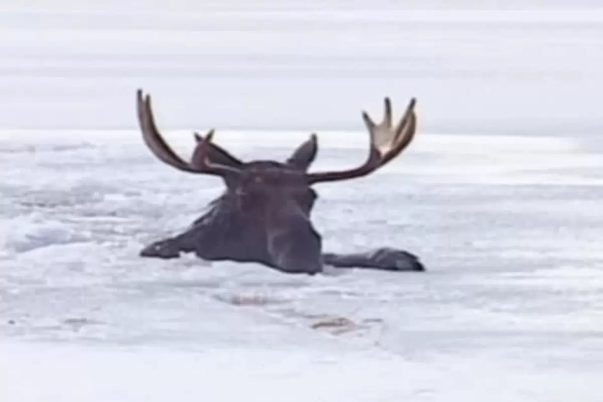 (ویدئو) نجات گوزن عظیم الجثه از دریاچه یخ‌زده