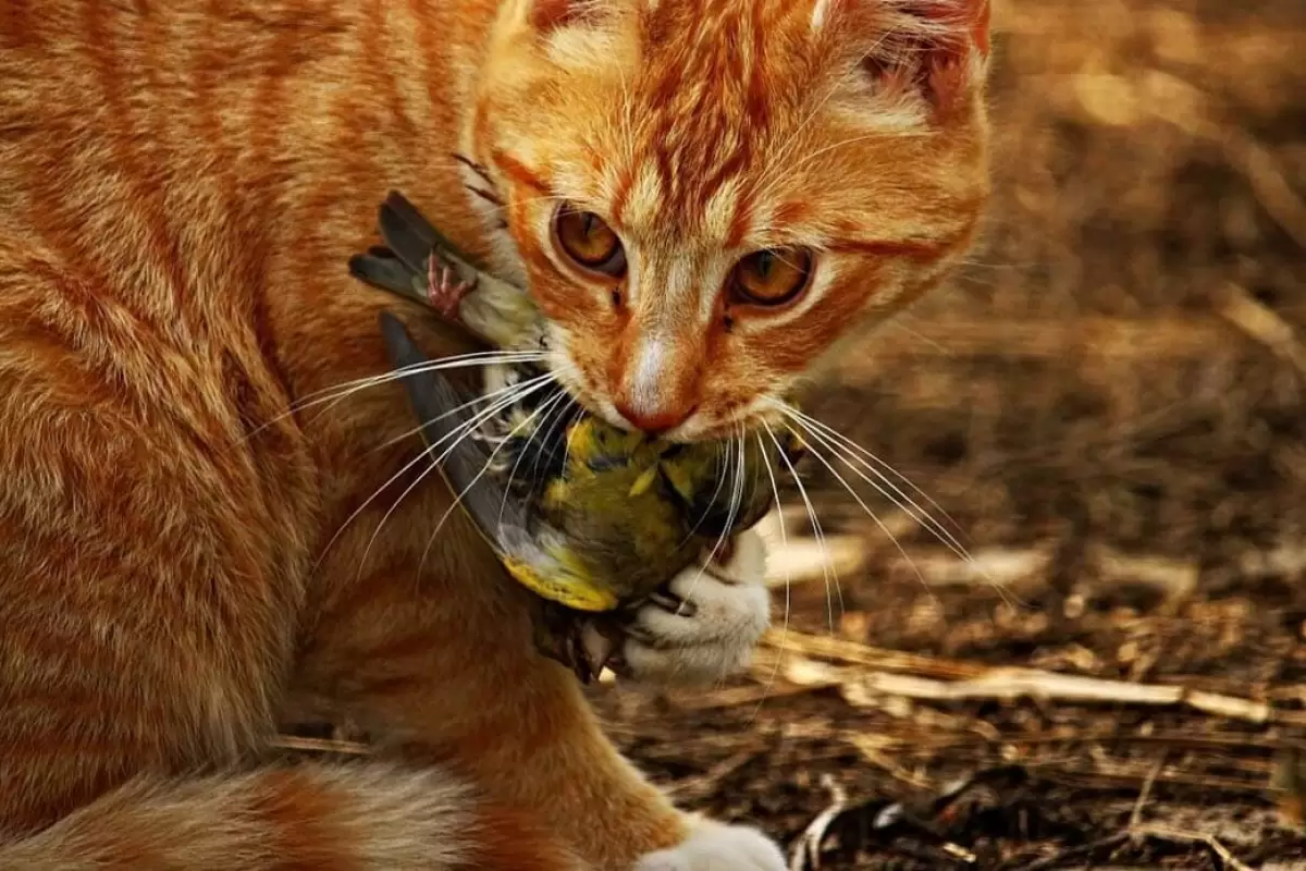 (ویدیو) مهارت دیدنی گربه‌ها در شکار پرندگان