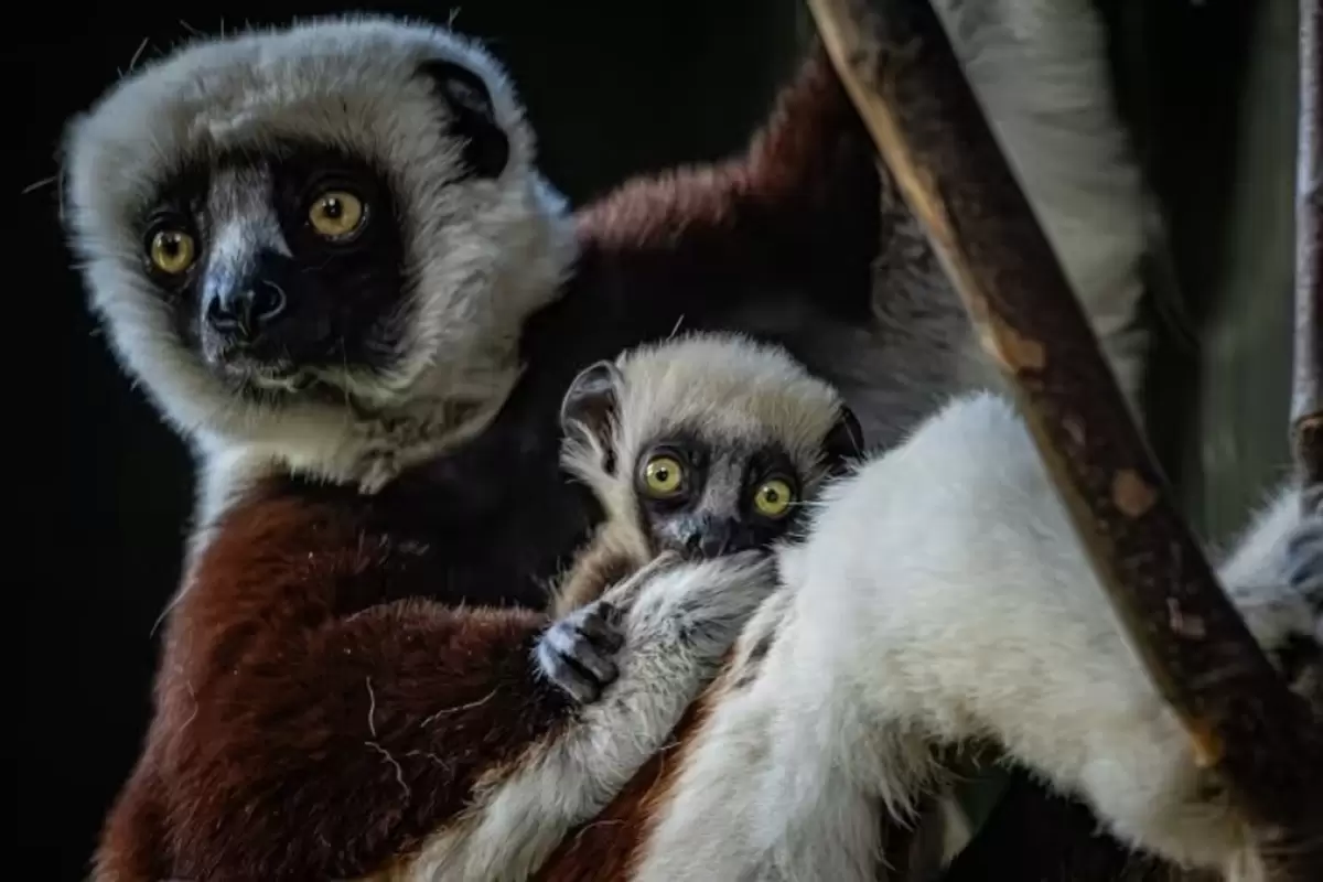 (ویدئو) تولد یک شیفاک کاکرل، منحصربه فردترین حیوان ماداگاسکار