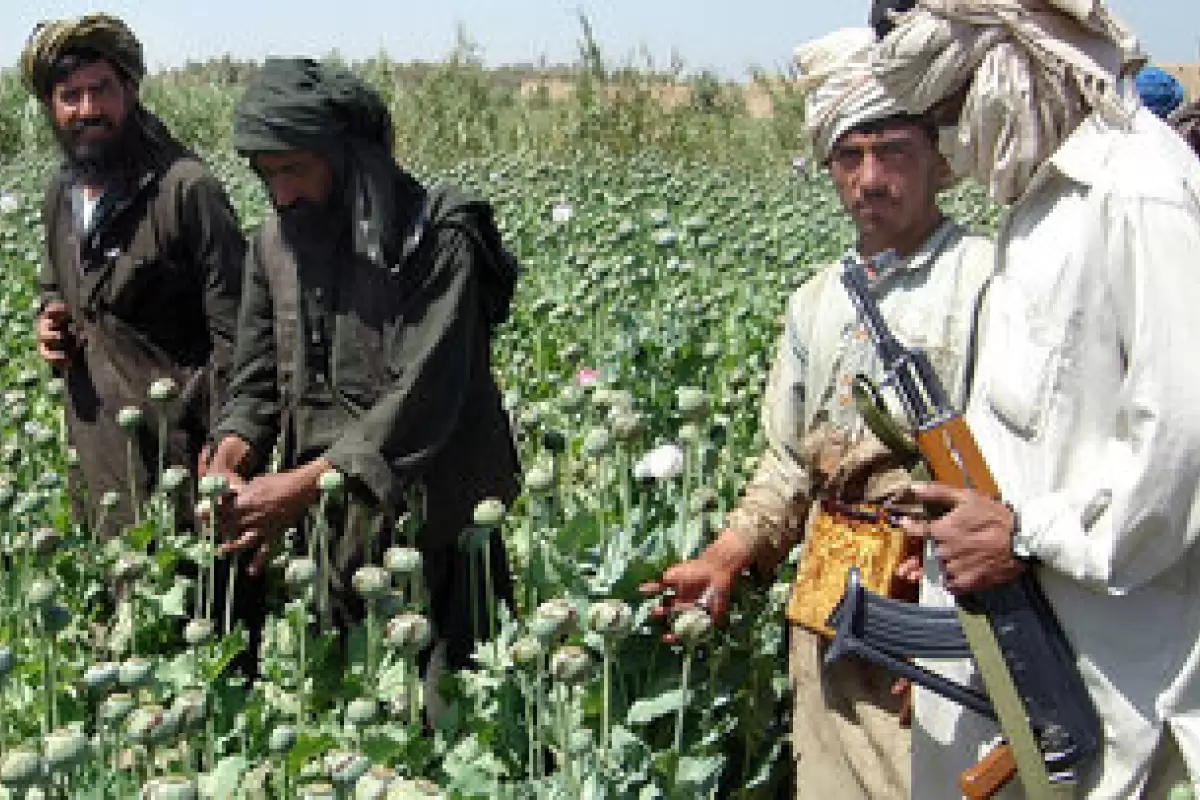 ادعای طالبان درباره کاهش کشت خشخاش چقدر صحت دارد؟