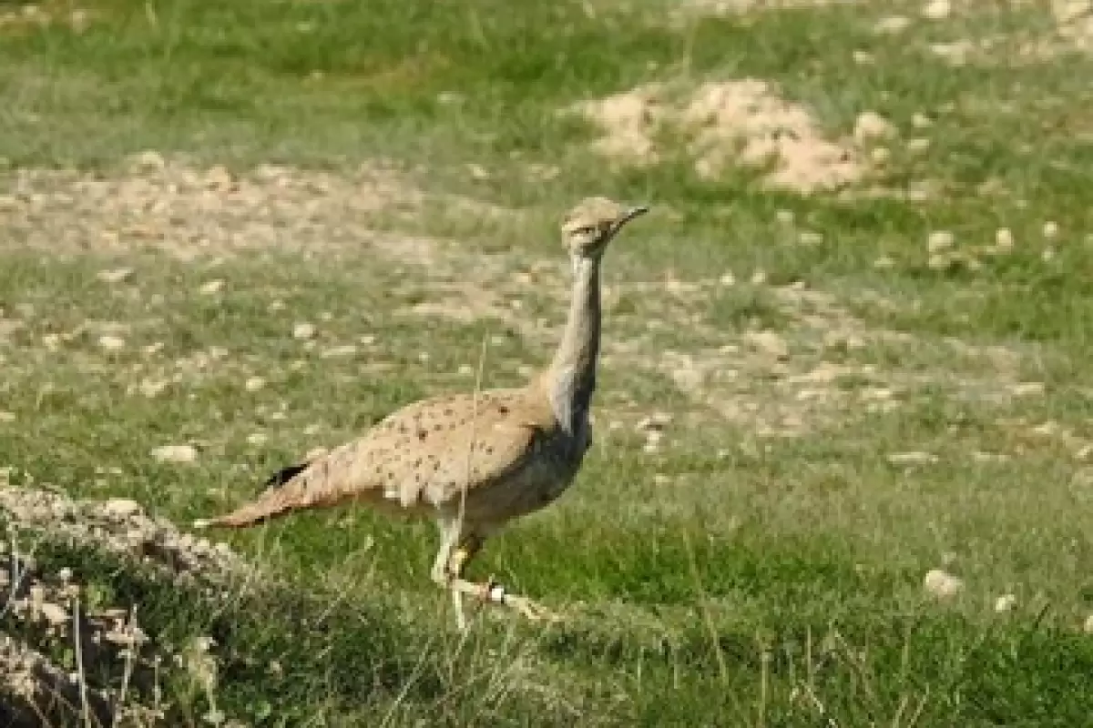 (عکس) قاچاق یک پرنده در حال انقراض به کشورهای حاشیه خلیج فارس
