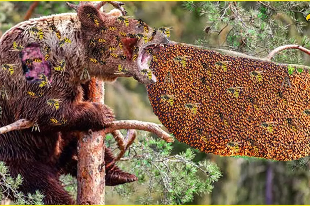 (ویدئو) 30 لحظه درخشان از عسل دزدی خرس ها روی درخت