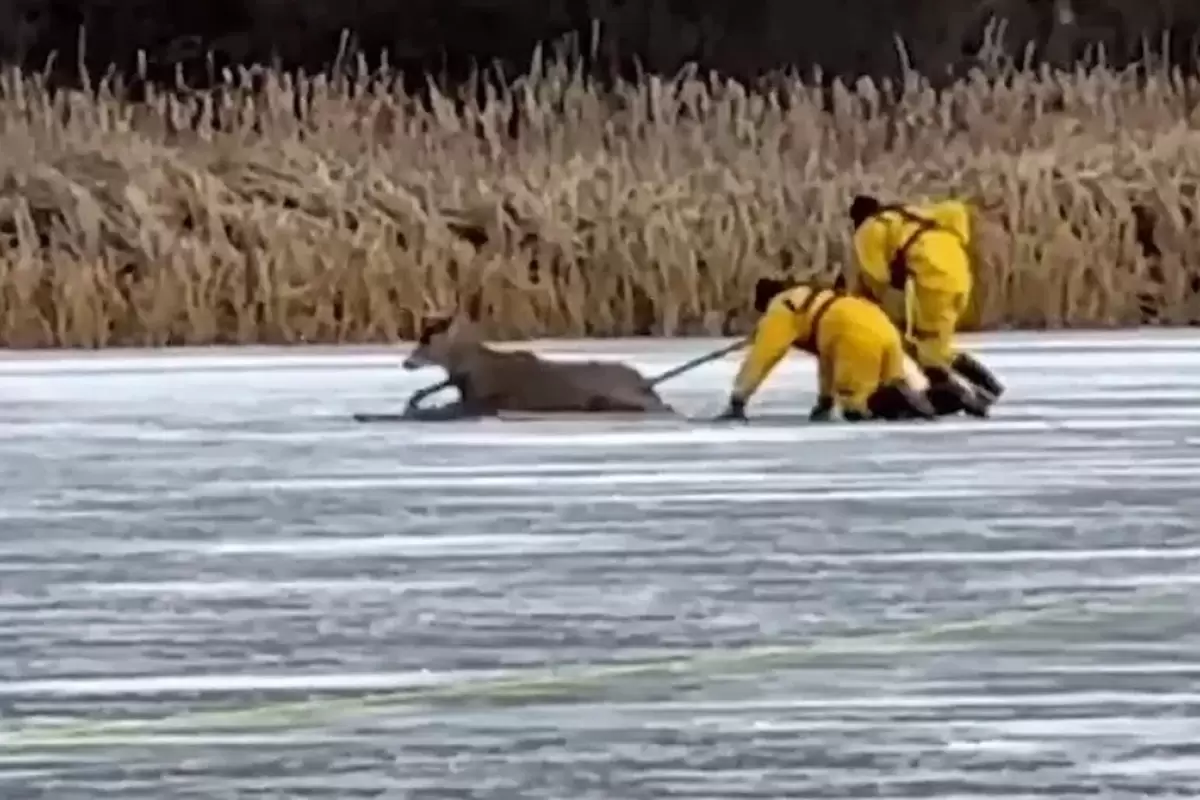 (ویدئو) لحظه نجات یک گوزن گیر افتاده در دریاچه یخ‌زده