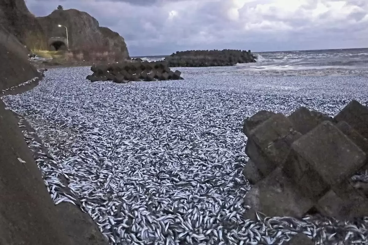 (ویدئو) معمای مرگ هزاران تُن ماهی ساردین در ساحل شمال ژاپن