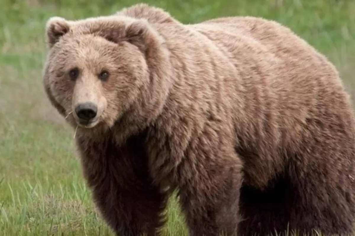 (عکس) مقایسه‌ی هیکل خرس سیاه کانادایی و خرس قطبی!