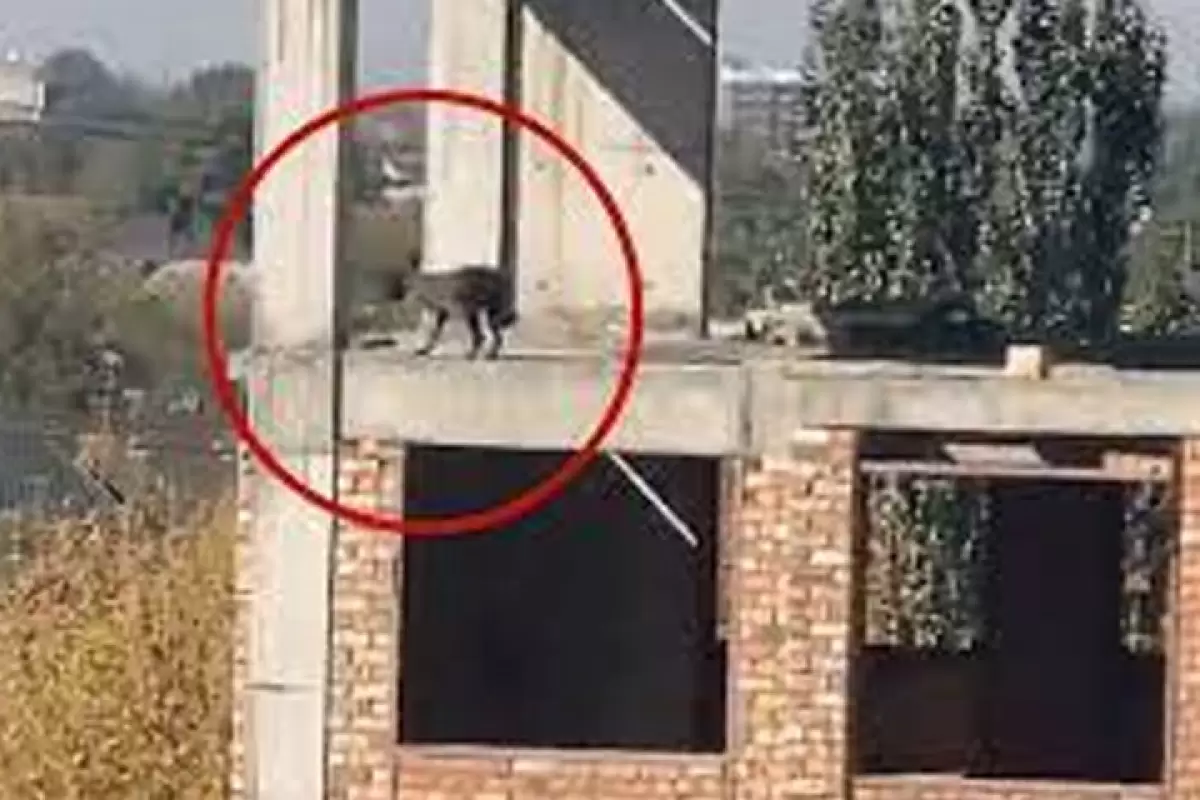 ببینید | اقدام عجیب یک سگ و پرتاب خود از طبقه پنجم یک ساختمان