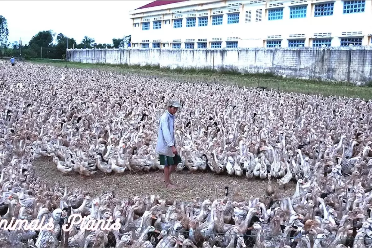 (ویدئو) فرآیند پرورش و برداشت تخم 14 هزار اردک توسط دو کشاورز ماهر ویتنامی