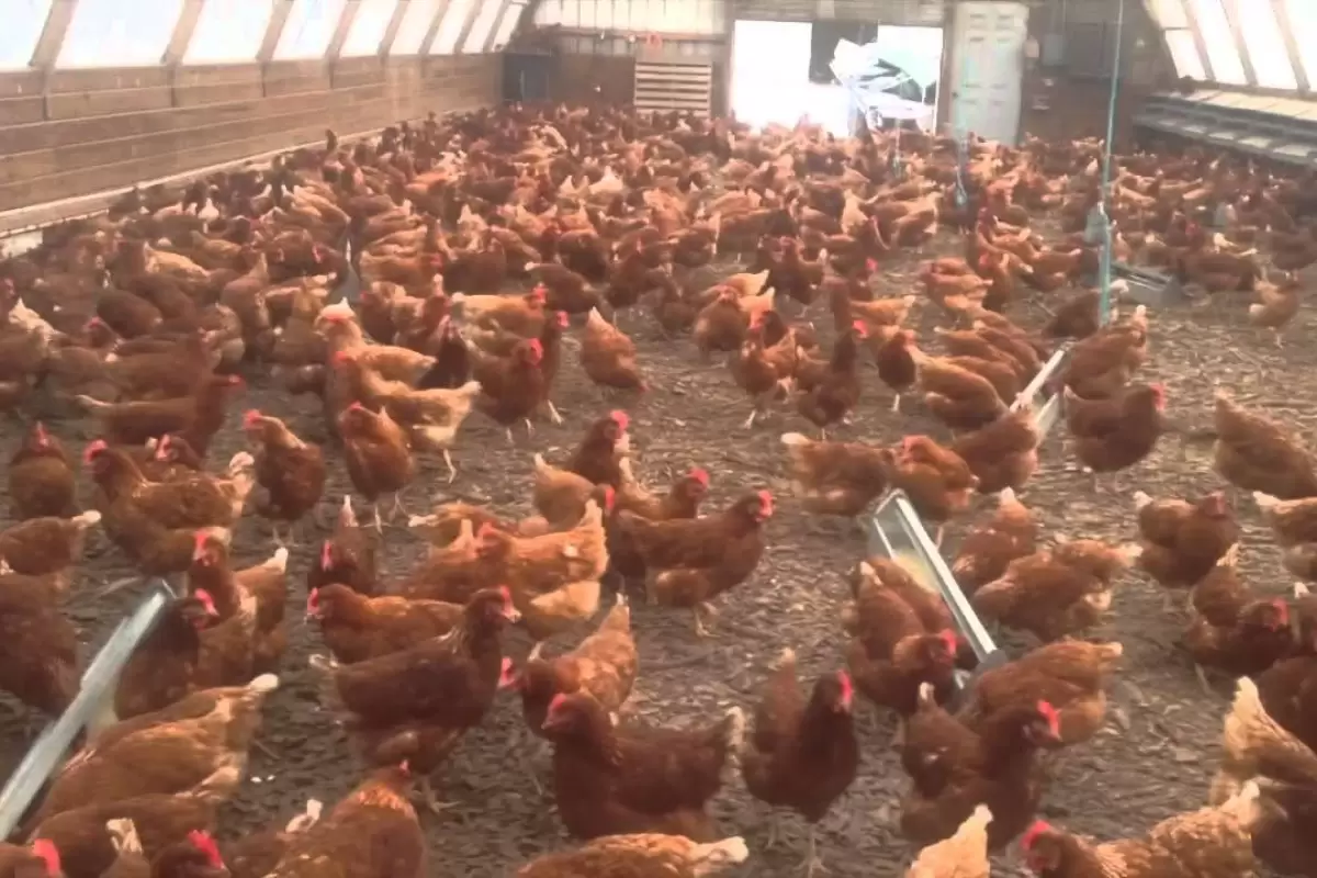 (ویدئو) ببینید این جوان ویتنامی چگونه 7 هزار جوجه محلی را به مرغ تبدیل می کند