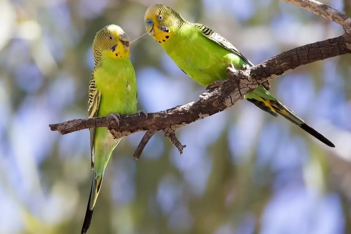 (ویدئو) ۵ نوع طوطی که خوب صحبت می‌کنند