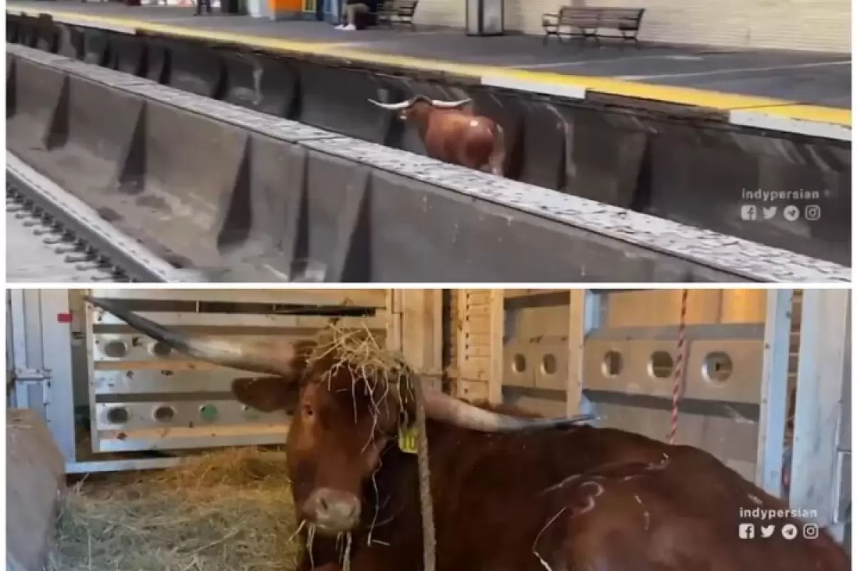 ببینید | ویدیوی جدید از گاو فراری روی ریل مترو در نیوجرسی
