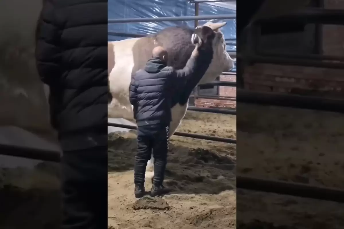(ویدئو) بزرگترین گاو نر ازبکستان؛ گاوی با قد 182 سانتی متر و 1800 کیلوگرم وزن