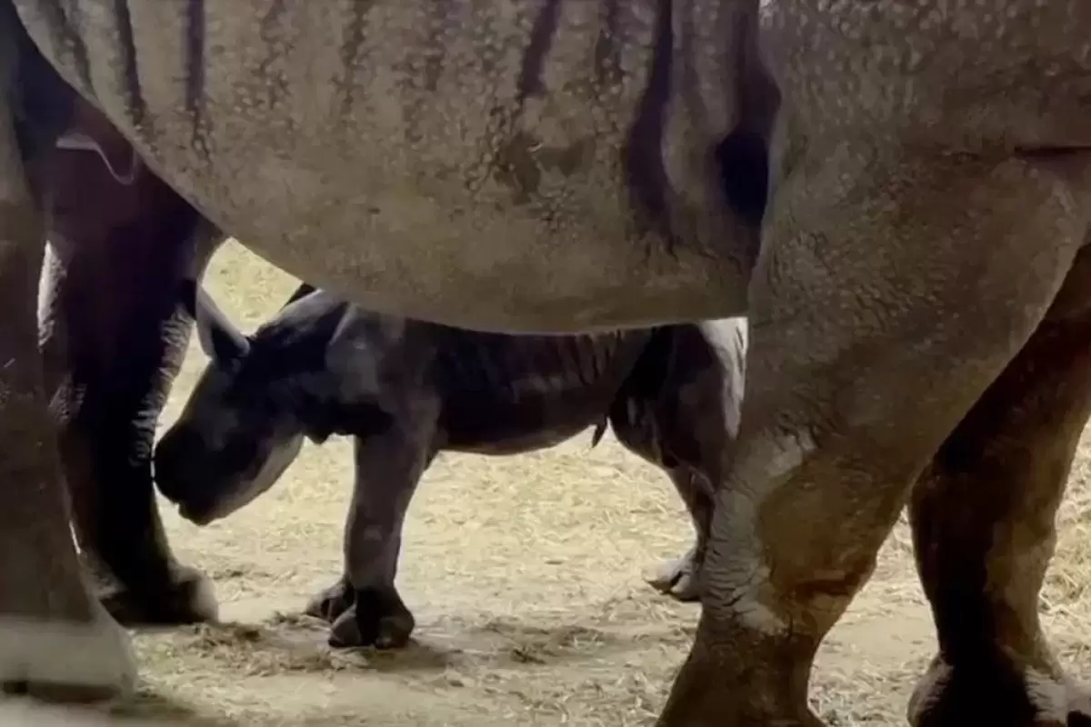 (ویدئو) تولد یک کرگدن سیاه شرقی نادر