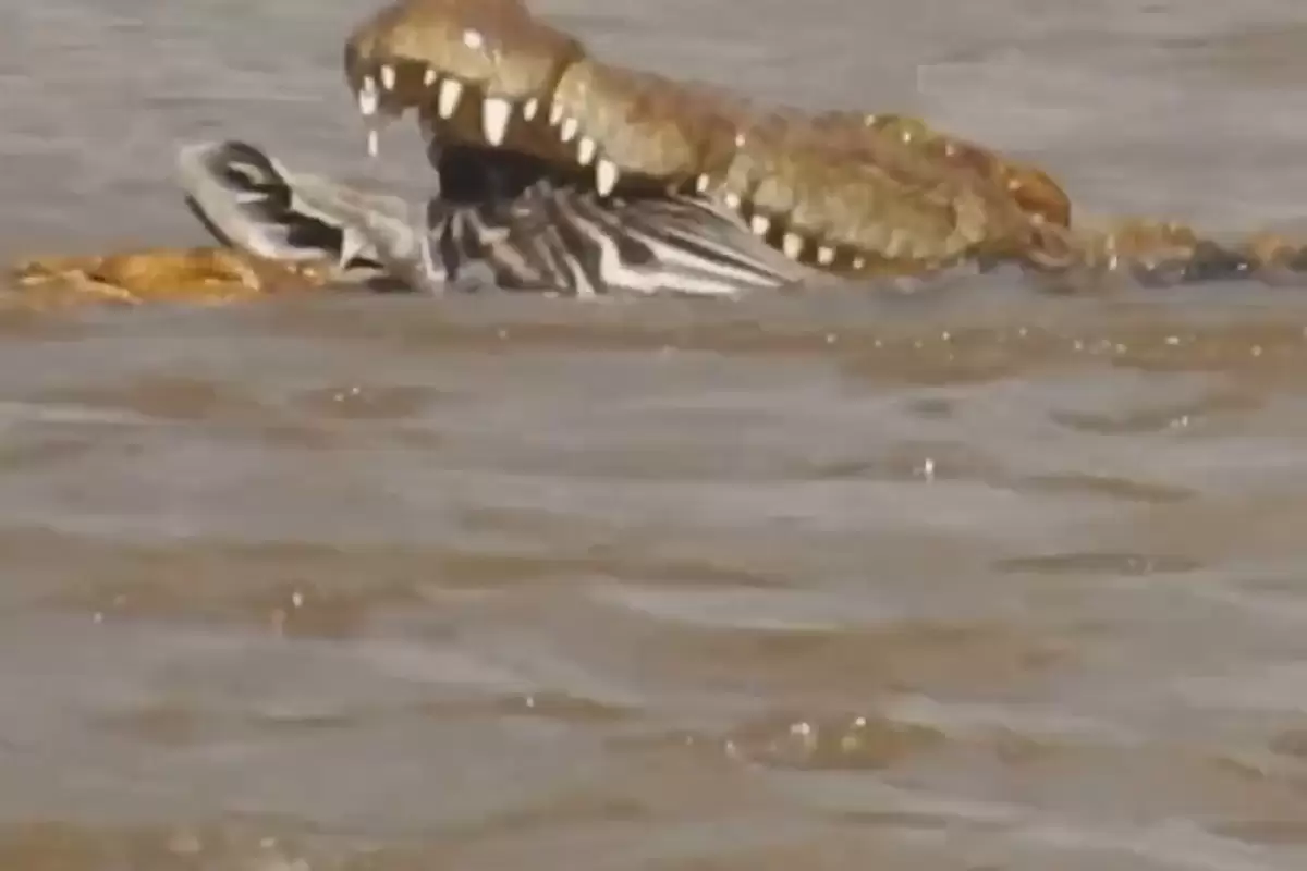 (ویدئو) سر گورخر در دهان تمساح