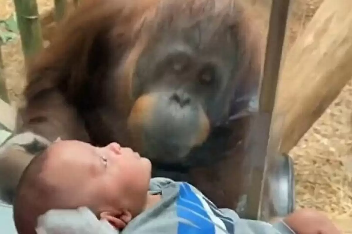 ببینید | کنجکاوی جالب اورانگوتان برای دیدن نوزاد سه ماهه انسان