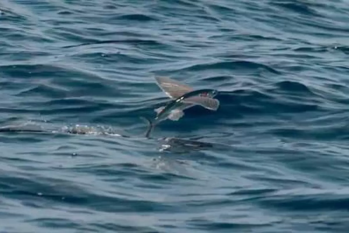 (ویدیو) ماهی‌هایی که پرواز می‌کنند