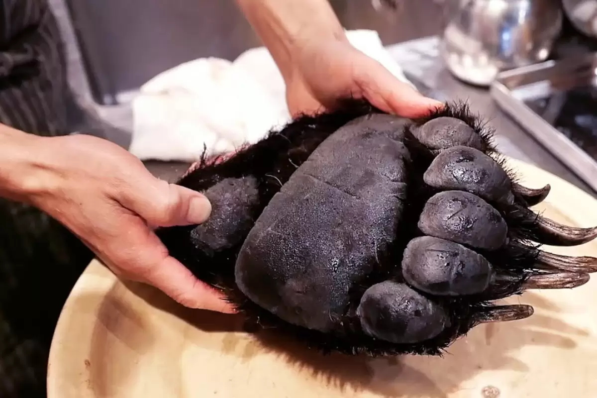 (ویدئو) پخت پنجه خرس سیاه توسط یک آشپز مشهور ژاپنی؛ یک غذای گران و کمیاب