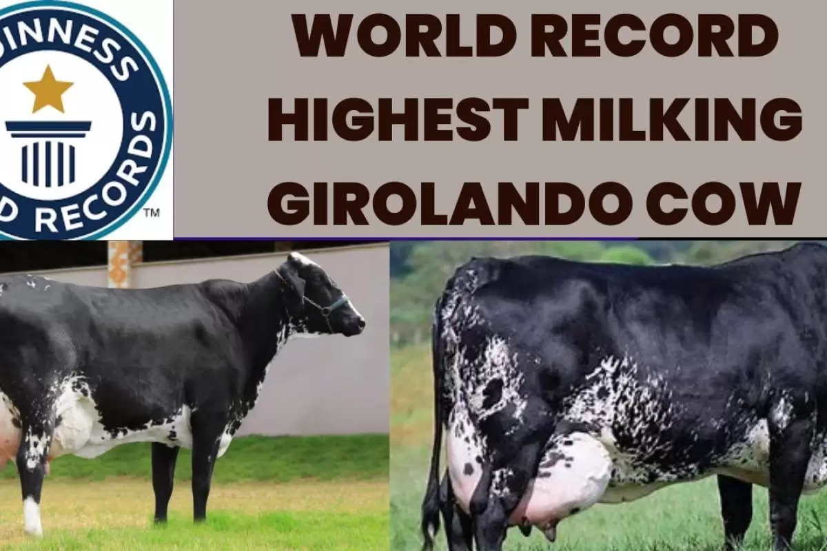 (وسدئو) رکوردار شیردهی در جهان؛ این گاو در هفته 892 لیتر شیر تولید می کند