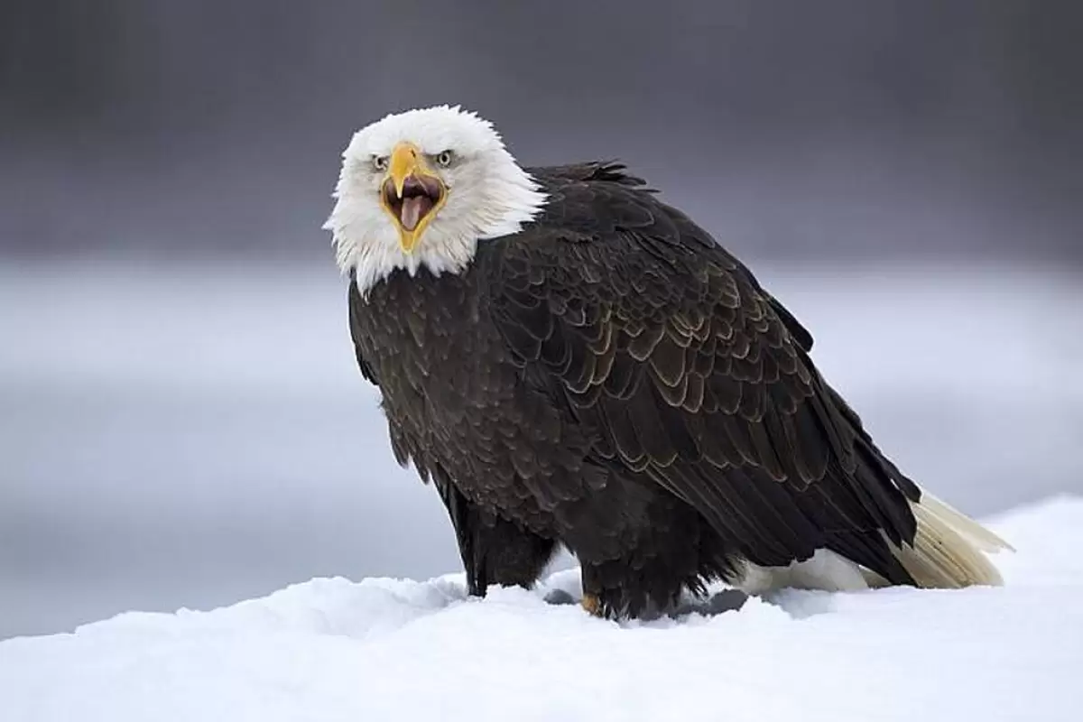 (ویدئو) تصاویری دیدنی از قدم زدن عقاب سر سفید در برف