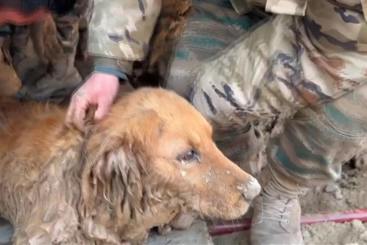 (ویدئو) نجات یک سگ که ۳۰ ساعت زیر آوار زلزله بود