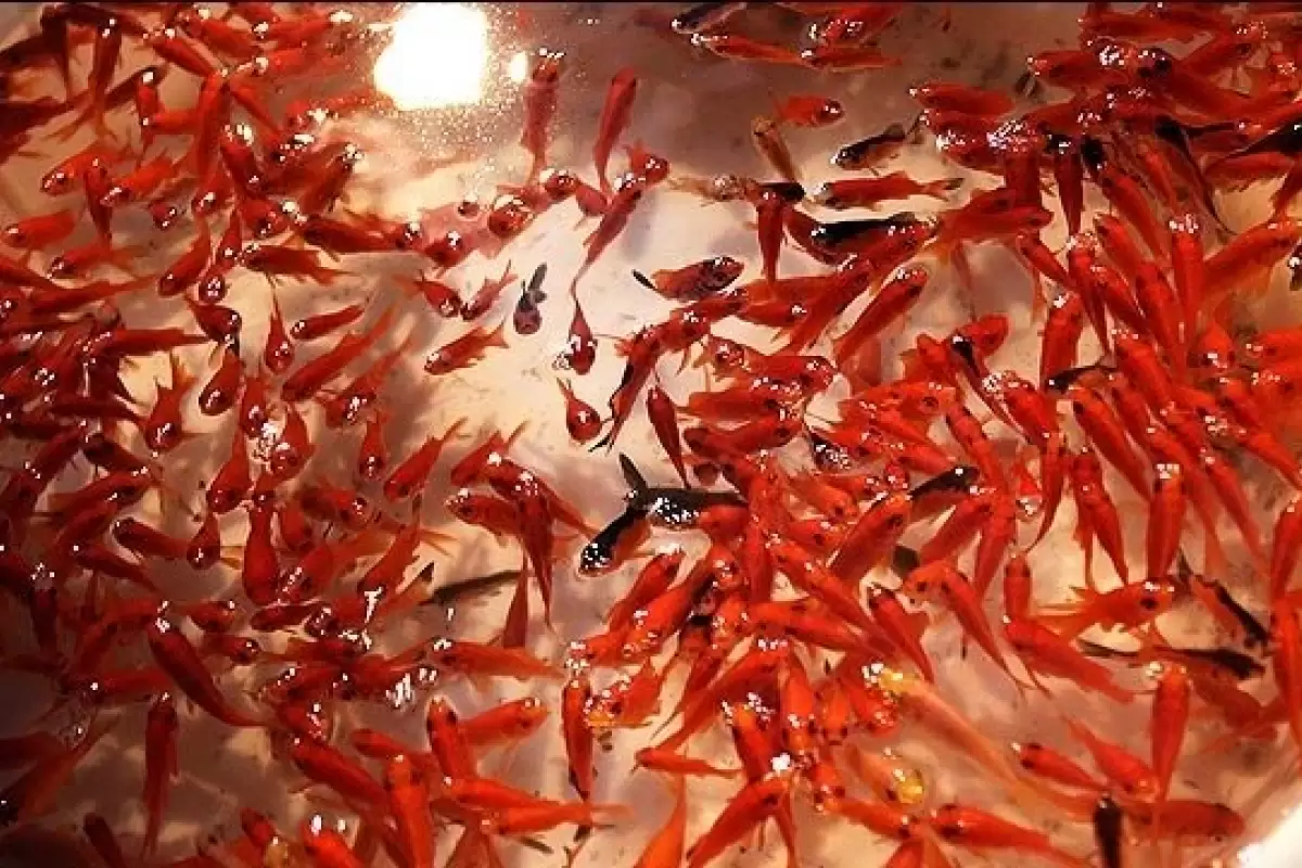 ببینید | تصاویر عجیب از صید ماهی قرمز برای شب عید در دی‌ماه!